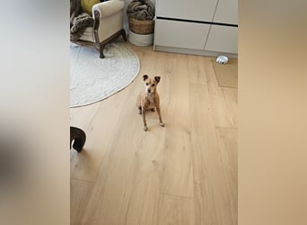 LILLI (CANELA) ❤️ einfach süß, Pflegefamilie Kevelaer