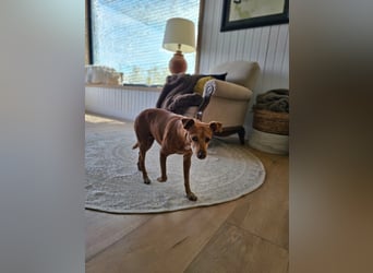 LILLI (CANELA) ❤️ einfach süß, Pflegefamilie Kevelaer
