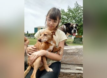LILLI (CANELA) ❤️ einfach süß, Pflegefamilie Kevelaer