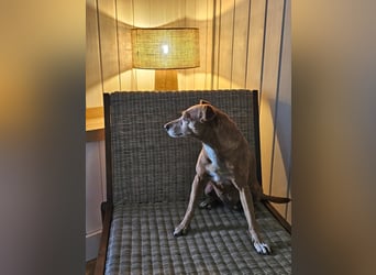 LILLI (CANELA) ❤️ einfach süß, Pflegefamilie Kevelaer