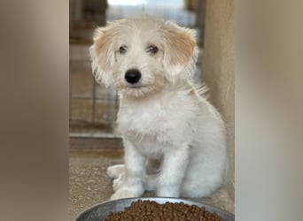 Rufus, geb. ca. 06/2026, lebt in GRIECHENLAND, im städt. Tierheim Serres