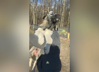 Pavel, kleiner Hundemann sucht großes Körbchen