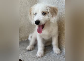 Rufus, geb. ca. 06/2026, lebt in GRIECHENLAND, im städt. Tierheim Serres