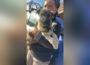 Pavel, kleiner Hundemann sucht großes Körbchen