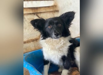 Aeris, geb. ca. 11/2024, lebt in GRIECHENLAND, auf einer privaten Pflegestelle