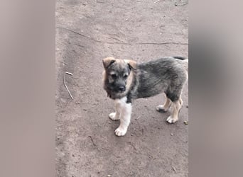 Pavel, kleiner Hundemann sucht großes Körbchen