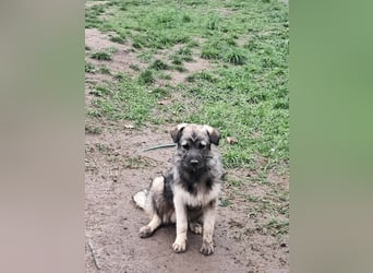 Pavel, kleiner Hundemann sucht großes Körbchen