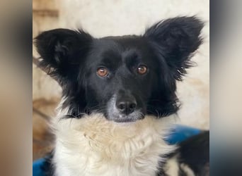 Aeris, geb. ca. 11/2024, lebt in GRIECHENLAND, auf einer privaten Pflegestelle