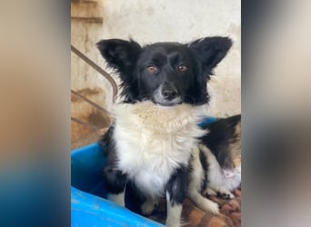 Aeris, geb. ca. 11/2024, lebt in GRIECHENLAND, auf einer privaten Pflegestelle