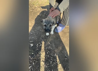 Pavel, kleiner Hundemann sucht großes Körbchen