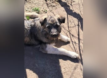 Pavel, kleiner Hundemann sucht großes Körbchen