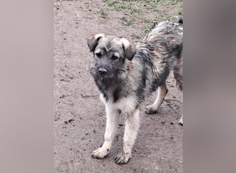 Pavel, kleiner Hundemann sucht großes Körbchen