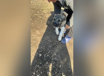 Pavel, kleiner Hundemann sucht großes Körbchen