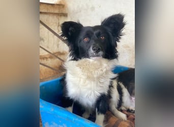 Aeris, geb. ca. 11/2024, lebt in GRIECHENLAND, auf einer privaten Pflegestelle