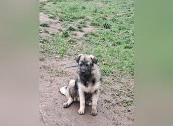 Pavel, kleiner Hundemann sucht großes Körbchen