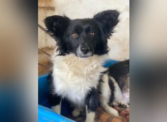 Aeris, geb. ca. 11/2024, lebt in GRIECHENLAND, auf einer privaten Pflegestelle