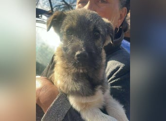 Pavel, kleiner Hundemann sucht großes Körbchen