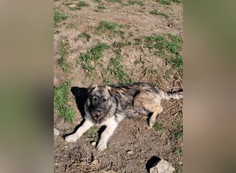 Pavel, kleiner Hundemann sucht großes Körbchen