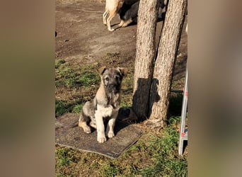Pavel, kleiner Hundemann sucht großes Körbchen