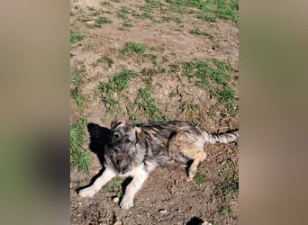 Pavel, kleiner Hundemann sucht großes Körbchen