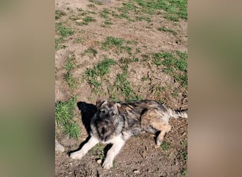 Pavel, kleiner Hundemann sucht großes Körbchen