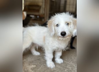 Rufus, geb. ca. 06/2026, lebt in GRIECHENLAND, im städt. Tierheim Serres