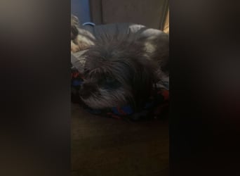 Nana, kleine, sehbehinderte aber freundliche Fellnase sucht Zuhause