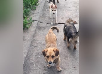 Bolek  Mini-Held sucht Zuhause