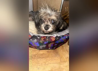 Nana, kleine, sehbehinderte aber freundliche Fellnase sucht Zuhause