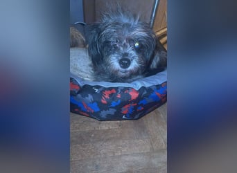 Nana, kleine, sehbehinderte aber freundliche Fellnase sucht Zuhause