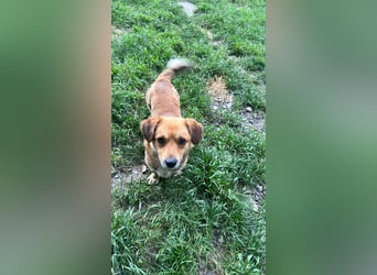 Bolek  Mini-Held sucht Zuhause