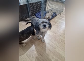 Nana, kleine, sehbehinderte aber freundliche Fellnase sucht Zuhause