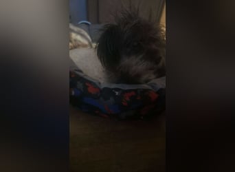 Nana, kleine, sehbehinderte aber freundliche Fellnase sucht Zuhause