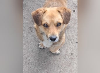 Bolek  Mini-Held sucht Zuhause