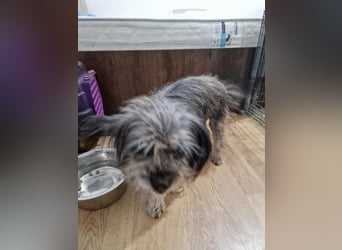 Nana, kleine, sehbehinderte aber freundliche Fellnase sucht Zuhause