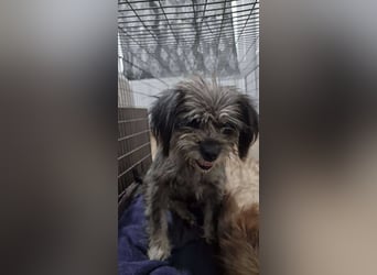 Nana, kleine, sehbehinderte aber freundliche Fellnase sucht Zuhause