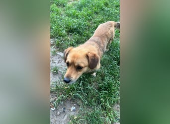 Bolek  Mini-Held sucht Zuhause