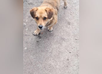 Bolek  Mini-Held sucht Zuhause