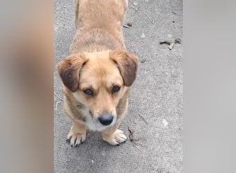 Bolek  Mini-Held sucht Zuhause