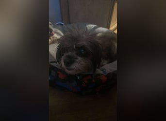 Nana, kleine, sehbehinderte aber freundliche Fellnase sucht Zuhause