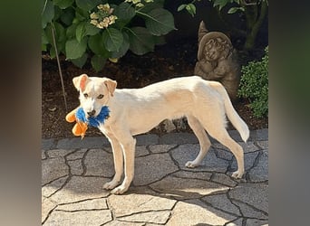 Penny - Kleine Pfoten auf der Suche nach dem ganz großen Glück