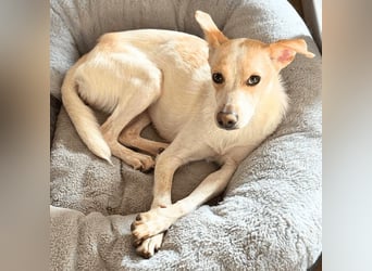 Penny - Kleine Pfoten auf der Suche nach dem ganz großen Glück