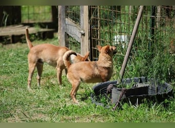 Desire - (Pflegestelle oder Zuhause dringend gesucht) Möchtegern-Fuchs will nach Hause