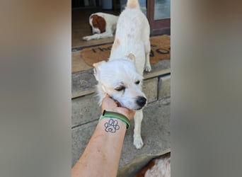 Birbo - egal wie klein, ein Hund bleibt ein Hund