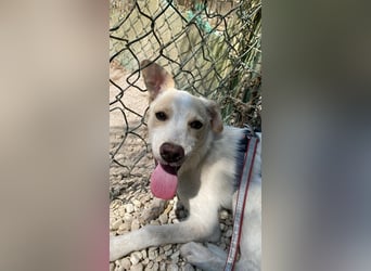 Penny - Kleine Pfoten auf der Suche nach dem ganz großen Glück