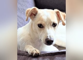 Penny - Kleine Pfoten auf der Suche nach dem ganz großen Glück