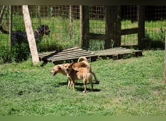 Desire - (Pflegestelle oder Zuhause dringend gesucht) Möchtegern-Fuchs will nach Hause