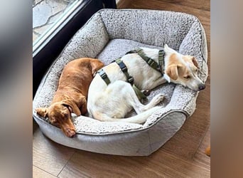 Penny - Kleine Pfoten auf der Suche nach dem ganz großen Glück