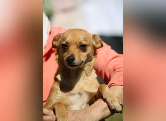 Desire - (Pflegestelle oder Zuhause dringend gesucht) Möchtegern-Fuchs will nach Hause
