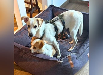 Penny - Kleine Pfoten auf der Suche nach dem ganz großen Glück